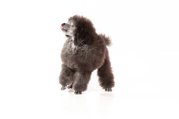 poodle puppy on white background