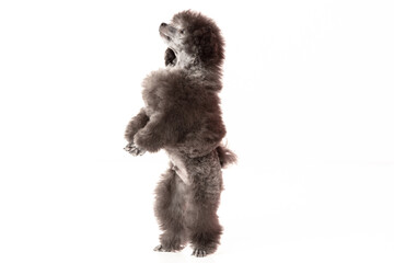 poodle puppy on white background