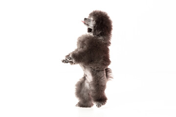 poodle puppy on white background