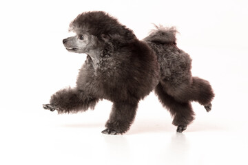 poodle puppy on white background