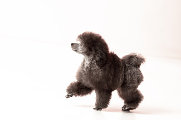 poodle puppy on white background