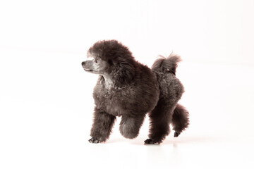 poodle puppy on white background
