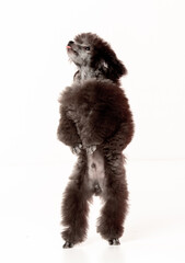 poodle puppy on white background