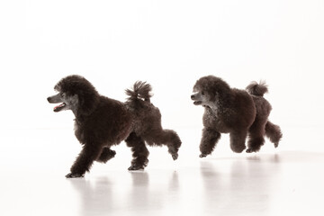 poodle puppy on white background