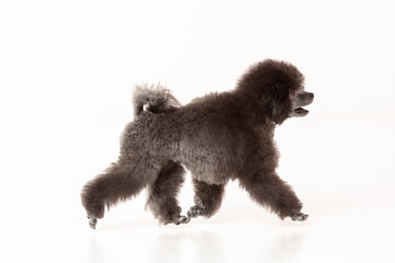 poodle puppy on white background