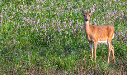 Doe, female deer, standing a field with pink flowers.