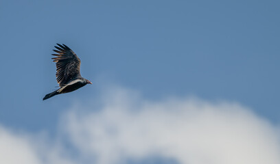 Turkey vulture in flight against blue sky with white puffy clouds.