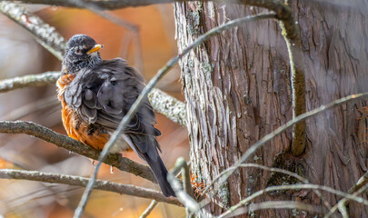 American robin preening its fluffed feathers as it perches in a tree.