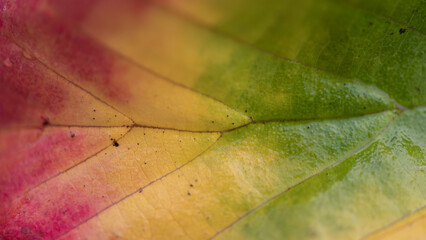 autumn colors in abstract leaf macro with texture and veins in red, yellow and green gradient