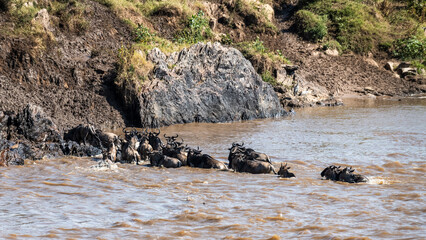 Die Wanderung der Gnus über den Mara Fluss