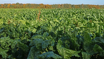 Beet field on an autumn day