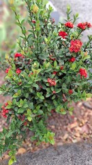 close up of red berries