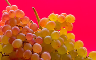 Kishmish (sultana) grapes on a red background