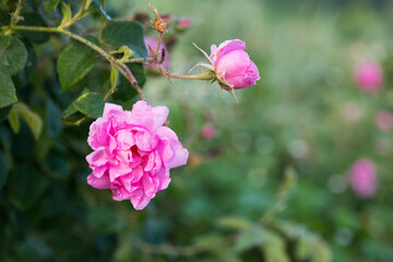Fototapeta premium Close up of oil-bearing, flowering Rosa damascena, known as the Damask rose. Blured background. Organic natural concept.