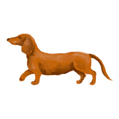 dachshund dog cute isolated Hand drawn illustration on a transparent background