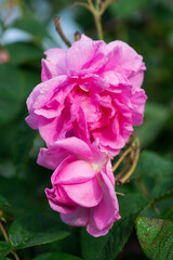 Close up of oil-bearing, flowering Rosa damascena, known as the Damask rose. Blured background. Organic natural concept.