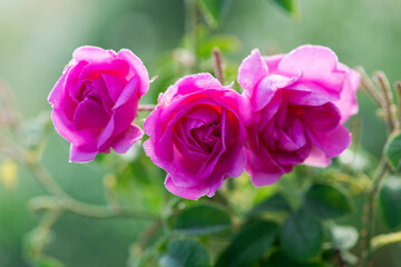 Close up of oil-bearing, flowering Rosa damascena, known as the Damask rose. Blured background. Organic natural concept.