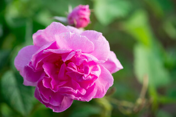 Close up of oil-bearing, flowering Rosa damascena, known as the Damask rose. Blured background. Organic natural concept.