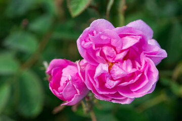 Close up of oil-bearing, flowering Rosa damascena, known as the Damask rose. Blured background. Organic natural concept.