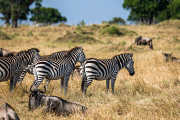 Quer durch die Serengeti