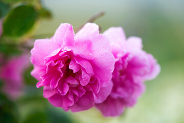 Obraz premium Close up of oil-bearing, flowering Rosa damascena, known as the Damask rose. Blured background. Organic natural concept.