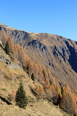 Larch and pine forest in the mountains along a steep slope in autumn