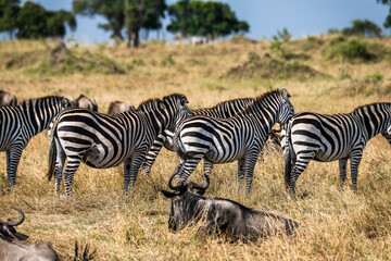 Quer durch die Serengeti