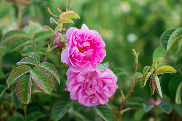Obraz premium Close up of oil-bearing, flowering Rosa damascena, known as the Damask rose. Blured background. Organic natural concept.