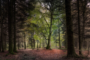 un arbre vert , sous la lumière , au milieu d'une forêt automnale, avec un sol couvert de feuilles rouges orangées
