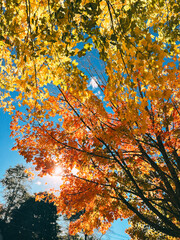 tree with bright fall colors 