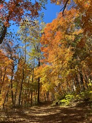 Scenic hike through fall foliage