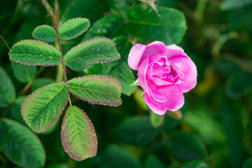 Close up of oil-bearing, flowering Rosa damascena, known as the Damask rose. Blured background. Organic natural concept.