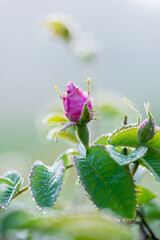 Close up of oil-bearing, flowering Rosa damascena, known as the Damask rose. Blured background. Organic natural concept.