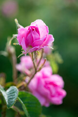 Close up of oil-bearing, flowering Rosa damascena, known as the Damask rose. Blured background. Organic natural concept.