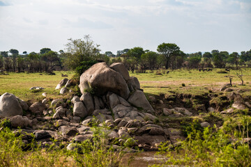 Quer durch die Serengeti