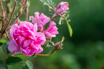 Obraz premium Close up of oil-bearing, flowering Rosa damascena, known as the Damask rose. Blured background. Organic natural concept.