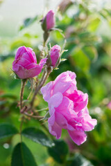 Close up of oil-bearing, flowering Rosa damascena, known as the Damask rose. Blured background. Organic natural concept.