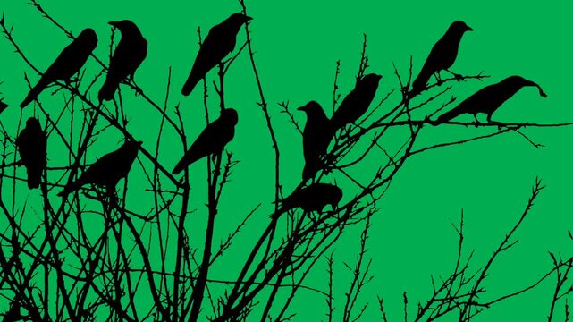 Black crows sitting on the branches of a tree on green background 