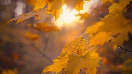 Vibrant golden leaves fill the foreground as the warm sunlight filters through the trees, creating a tranquil atmosphere in the forest. Nature beauty shines as autumn unfolds