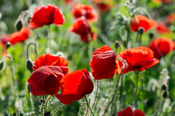 Wild poppies (Papaver rhoeas)  blooming in the field in sunny day - selective focus