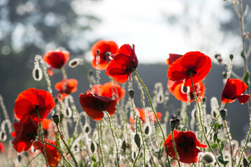 Naklejka premium Wild poppies (Papaver rhoeas) blooming in the field in sunny day - selective focus