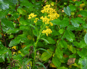 Solidago riddellii | Riddell's Goldenrod | Native North American Wetland Wildflower Wildflower