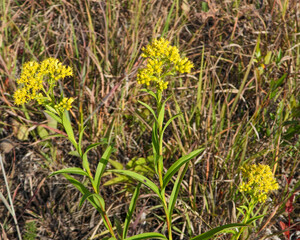 Solidago riddellii | Riddell's Goldenrod | Native North American Wetland Wildflower Wildflower