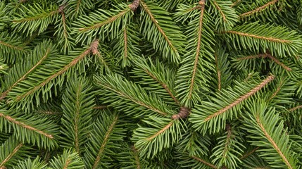 Fototapeta premium Lush evergreen branches with natural pine cones create a rich, textured appearance against a deep green backdrop, evoking a vibrant atmosphere