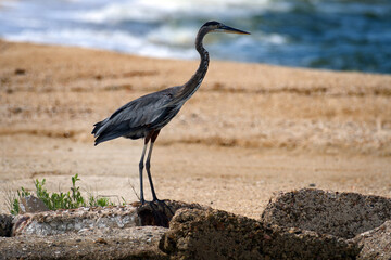 Great Blue Herron on Beach 