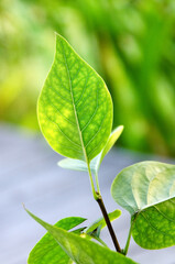 green leaves