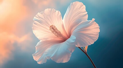 A close-up of a delicate hibiscus flower against a softly blurred background.