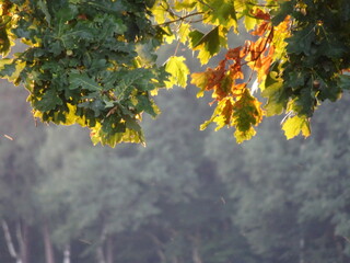 Yellow leaves in the forest at the begining of the autumn