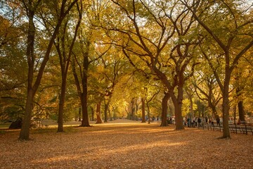 Autumn leaves blanket the ground beneath towering trees in Central Park, Manhattan, New York.