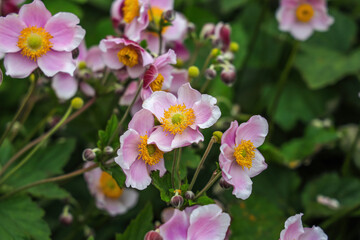 Japanese anemone is a common name for Eriocapitella japonica, a species of flowering plant in the family Ranunculaceae.